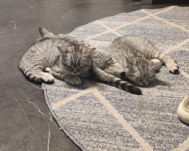 BKH /British Kurzhaar Kitten Silver Tabby/ Whiskas Katze