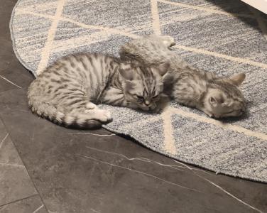 BKH /British Kurzhaar Kitten Silver Tabby/ Whiskas Katze