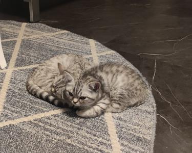 BKH /British Kurzhaar Kitten Silver Tabby/ Whiskas Katze