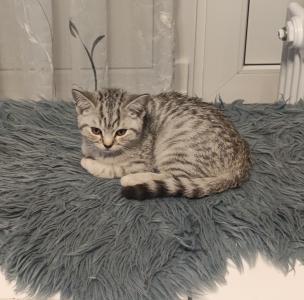 BKH /British Kurzhaar Kitten Silver Tabby/ Whiskas Katze