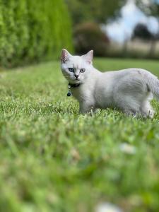 BKH Kitten mit wunderschönen blauen Augen