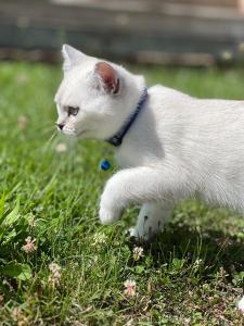 BKH Kitten mit wunderschönen blauen Augen