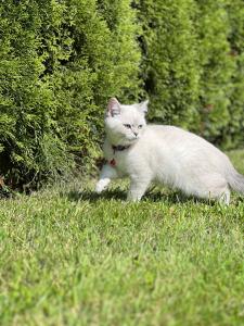 BKH Kitten mit wunderschönen blauen Augen