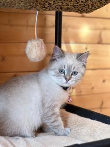 BKH Kitten mit wunderschönen blauen Augen