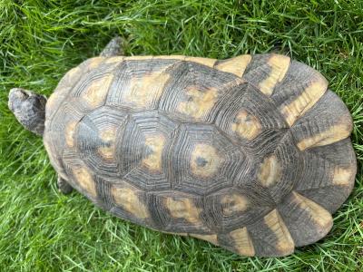 Breitrand-Schildkröte Testudo Marginata – weiblich – 13 Jahre