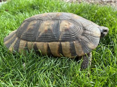 Breitrand-Schildkröte Testudo Marginata – weiblich – 13 Jahre