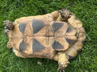 Breitrand-Schildkröte Testudo Marginata – weiblich – 13 Jahre