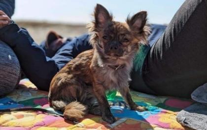 Chihuahua Rüde sucht