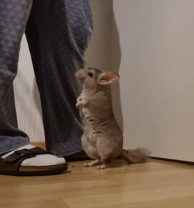 Chinchilla Henry sucht ein liebevolles Zuhause