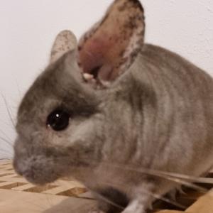 Chinchilla Henry sucht ein liebevolles Zuhause