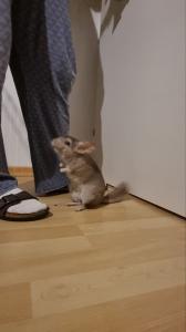 Chinchilla Henry sucht ein liebevolles Zuhause