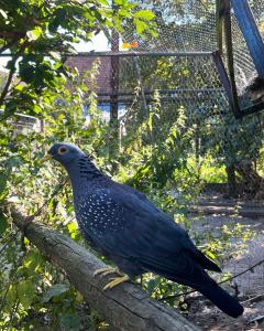 Columba arquatrix