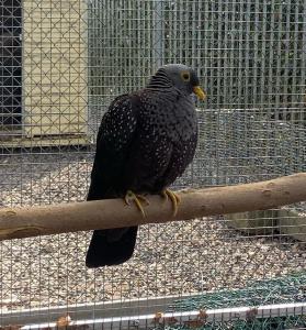 Columba arquatrix