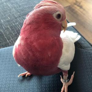 Eolophus roseicapilla Lutino Galah cockatoo