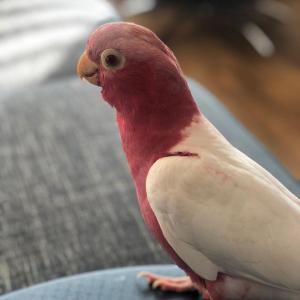 Eolophus roseicapilla Lutino Galah cockatoo