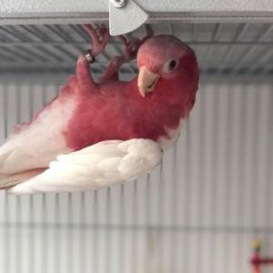 Eolophus roseicapilla Lutino Galah cockatoo