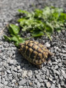 Griech. Landschildkröte THB männlich zu verkaufen!