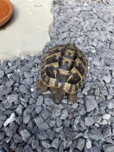 Griech. Landschildkröte THB männlich zu verkaufen!