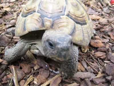 Griechische Landschildkröte, 31 Jahre, männl.