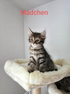 Main Coon Mischlinge