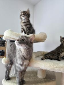 Main Coon Mischlinge