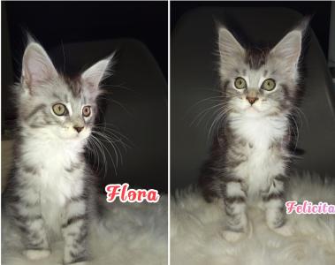 Maine Coon Kitten mit Stammbaum suchen ab 27.09.2024