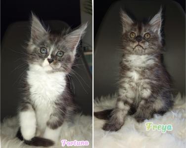 Maine Coon Kitten mit Stammbaum suchen ab 27.09.2024