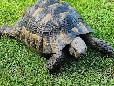 Maurische Landschildkröte (m) 22 Jahre