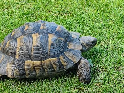 Maurische Landschildkröte (m) 22 Jahre