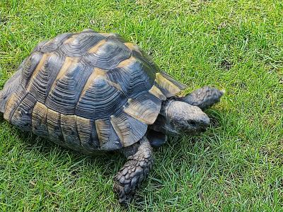 Maurische Landschildkröte (m) 22 Jahre