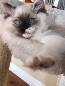 Ragdoll Kitten Reinrassig