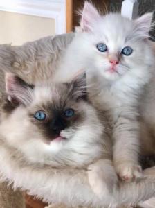 Ragdoll Kitten Reinrassig