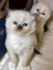 Ragdoll Kitten Reinrassig