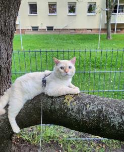 Selkirk Rex Curly und Straigth