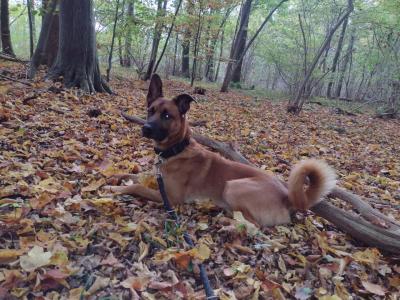 Malinois-Mix Oskar sucht ein neues Zuhause