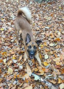 Malinois-Mix Oskar sucht ein neues Zuhause