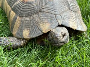 Breitrand-Schildkröte Testudo Marginata – weiblich – 13 Jahre