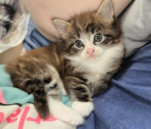 Maine coon Katerchen in Sonderfarbe