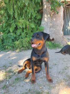 Rottweiler-Hündin, 3 Jahre, sucht neues Heim