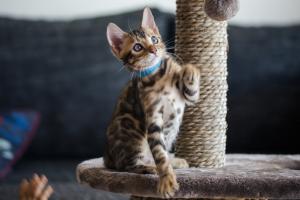 Bengal kitten mit Stammbaum ab sofort!