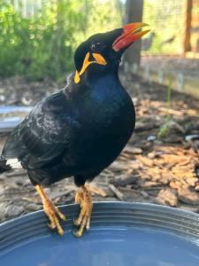 Great Hill Mynah Gracula Religiosa Religiosa