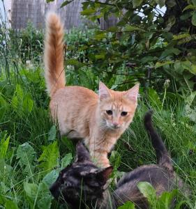 Verschmuster Kater, ca. 4 Monate alt, sucht liebevolles Zuhause