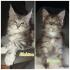 Maine Coon Kitten mit Stammbaum suchen ab 27.09.2024