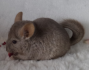 Chinchilla Beige