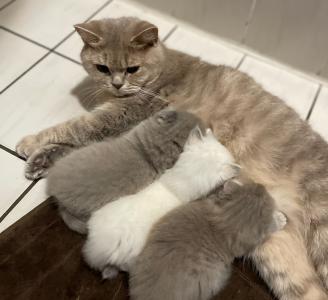 3 Kitten suche ein neues Zuhause