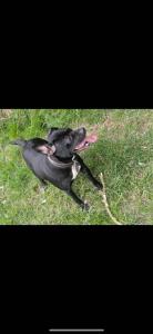 **Labrador-Englische Bulldogge Mix – Geboren am 28.03.2021 – Liebevolles Zuhause gesucht**