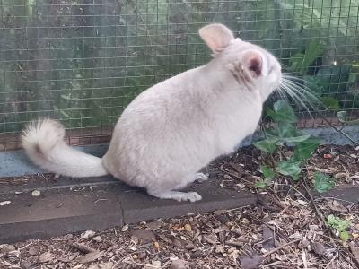 Chinchilla