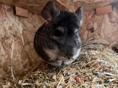 Chinchilla