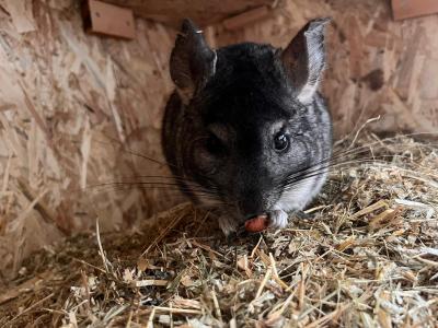 Chinchilla