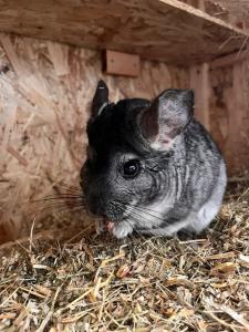 Chinchilla